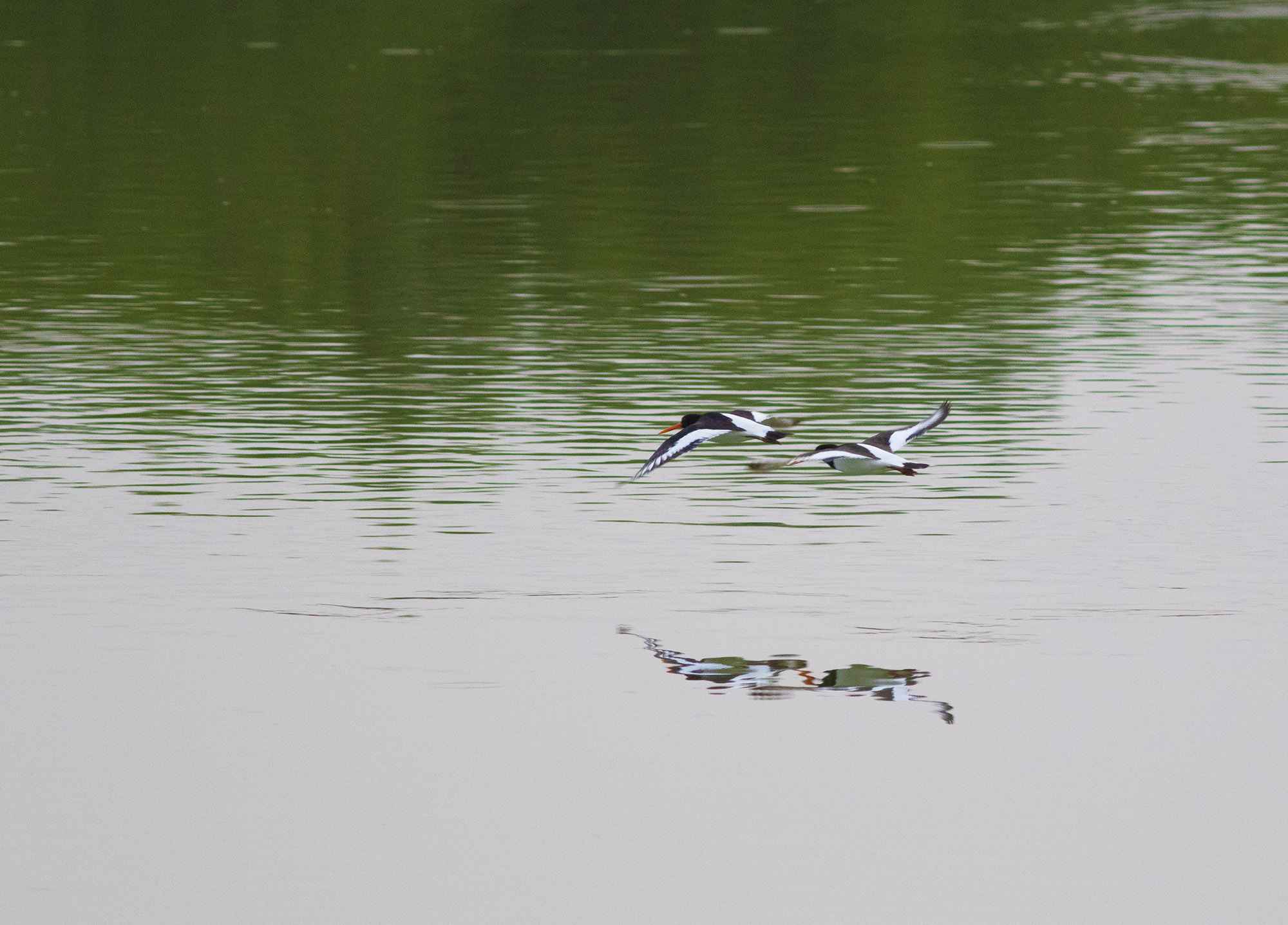 Eurasian Oystercatcher